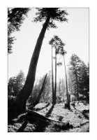  Forest, Rila mountain, Bulgaria